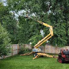 Best Hazardous Tree Removal  in Vado, NM