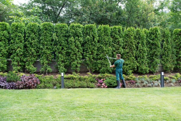 Best Lawn Watering Services  in Vado, NM