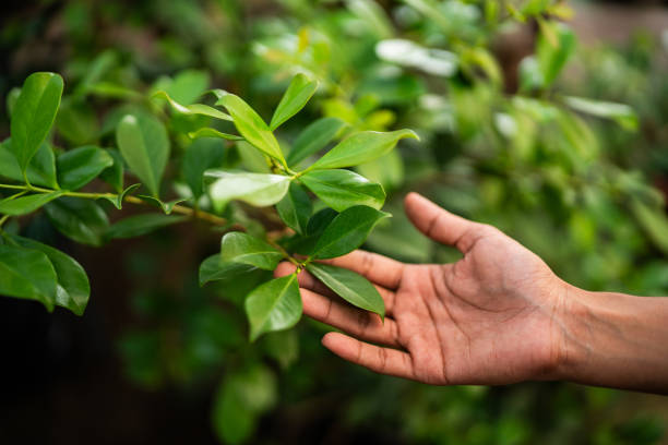 Best Commercial Tree Services  in Vado, NM